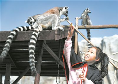 小學(xué)生與環(huán)尾狐猴互動。張進(jìn)剛攝